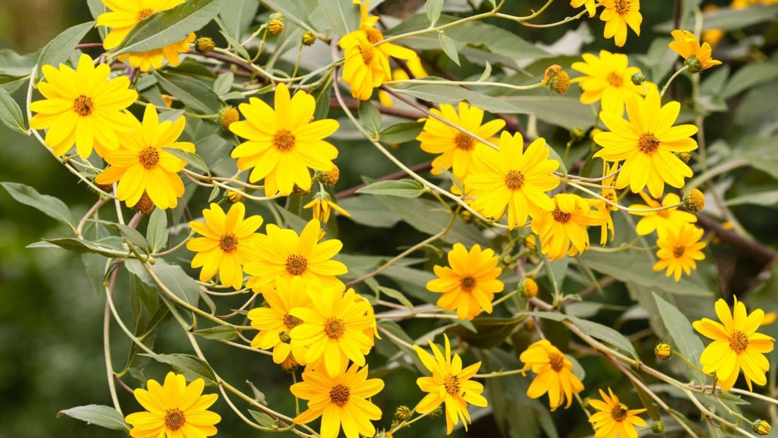 5 légumes oubliés à planter absolument dans votre potager ce printemps pour une récolte exceptionnelle