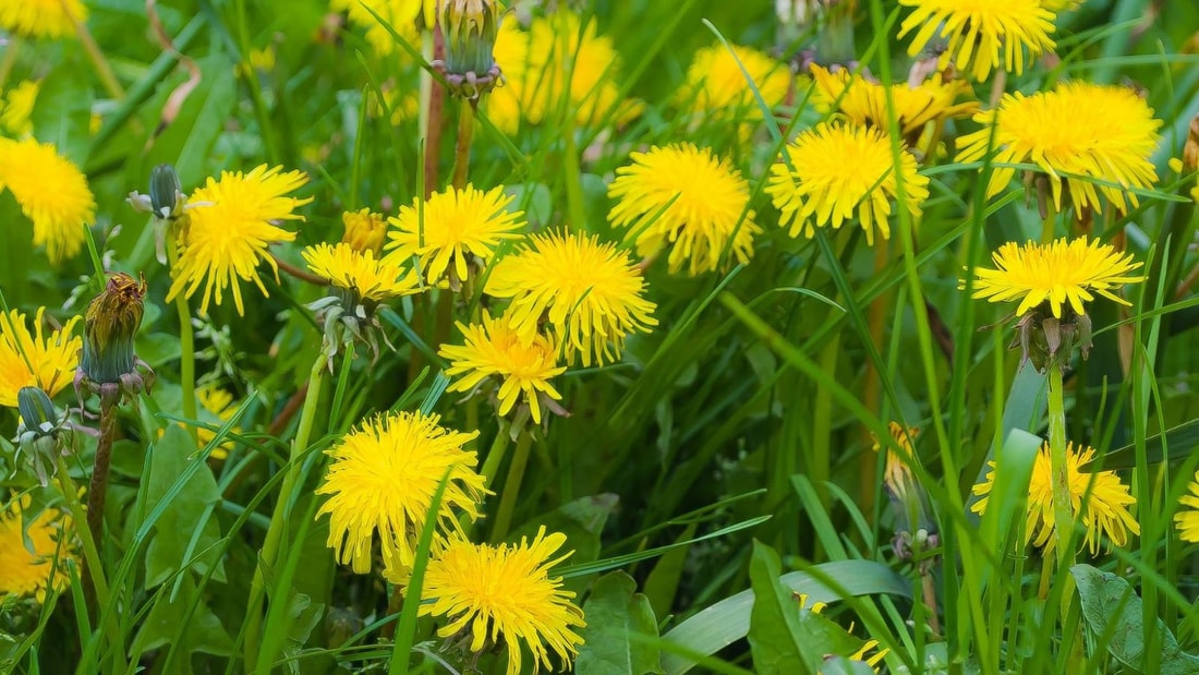 Les meilleures plantes pour apaiser les troubles digestifs