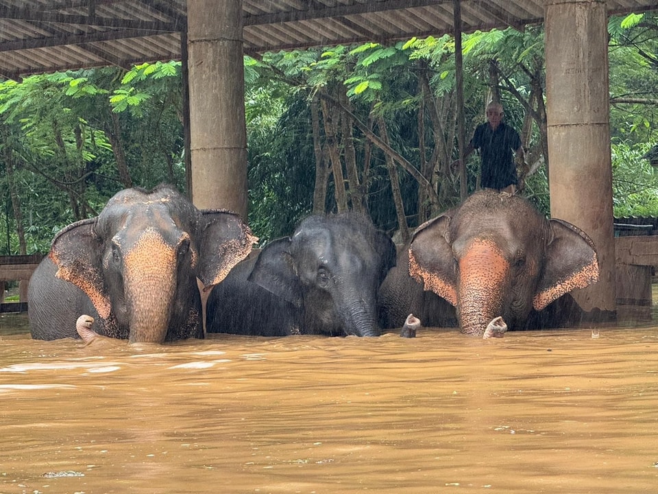 Chiang Mai frappée par de graves inondations, évacuation d'urgence d'éléphants et d'animaux