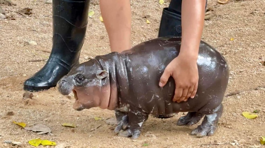 5,8 millions de vues en 48h : comment ce bébé hippopotame est devenu un phénomène mondial