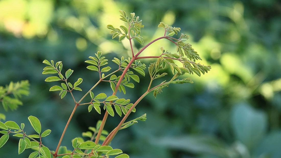 Tension et foie: les bienfaits étonnants du moringa en 7 jours seulement