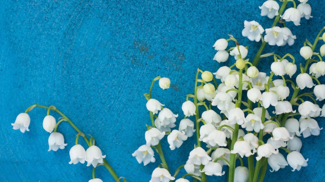 Muguet 1er mai: Tout savoir sur la star du printemps, fleur toxique porte-bonheur des Français