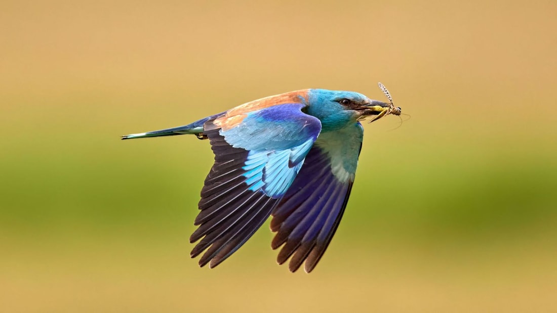 Cet oiseau de 300 grammes peut voler en zigzag à 100 km/h