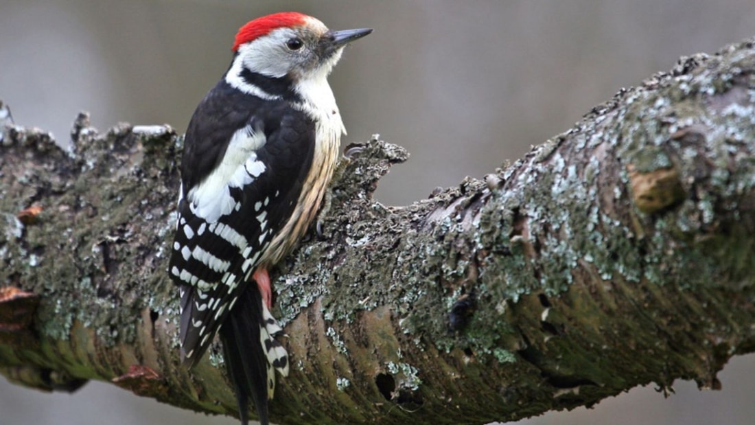 Cet oiseau français tambourine plus vite qu'un batteur de rock !