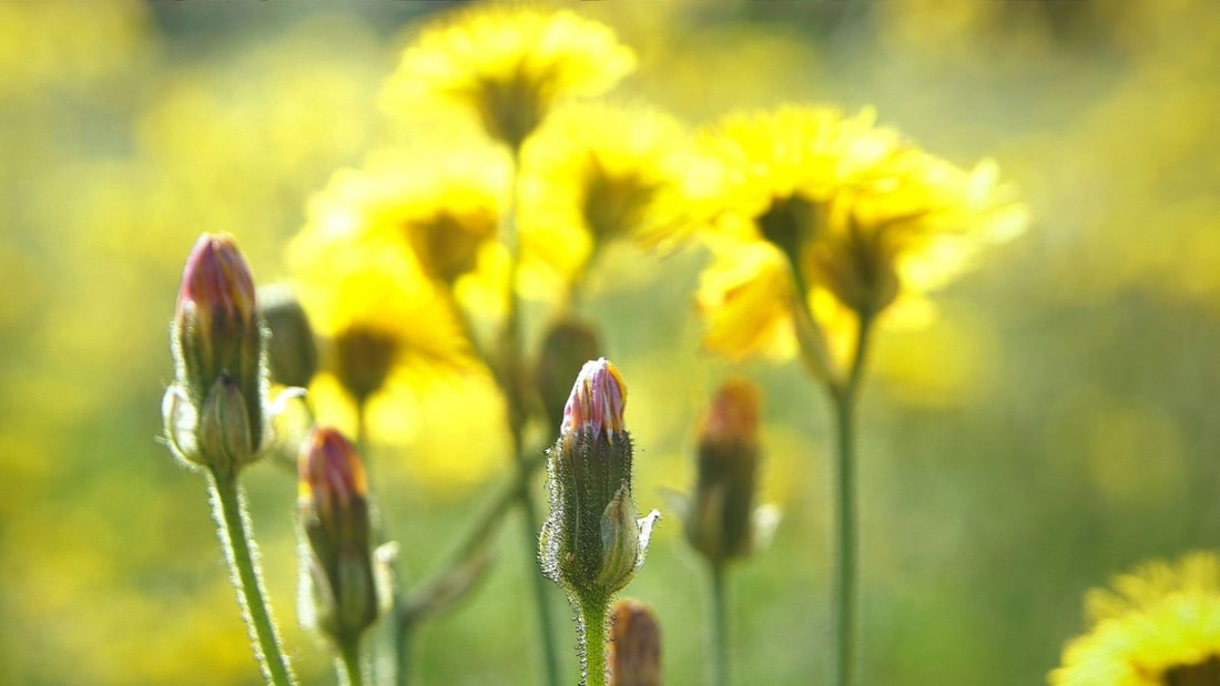 Cette plante jaune est une solution naturelle méconnue contre la rétention d'eau