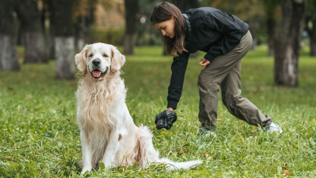 Votre chien a la diarrhée ? Ce remède naturel le guérira en un temps record