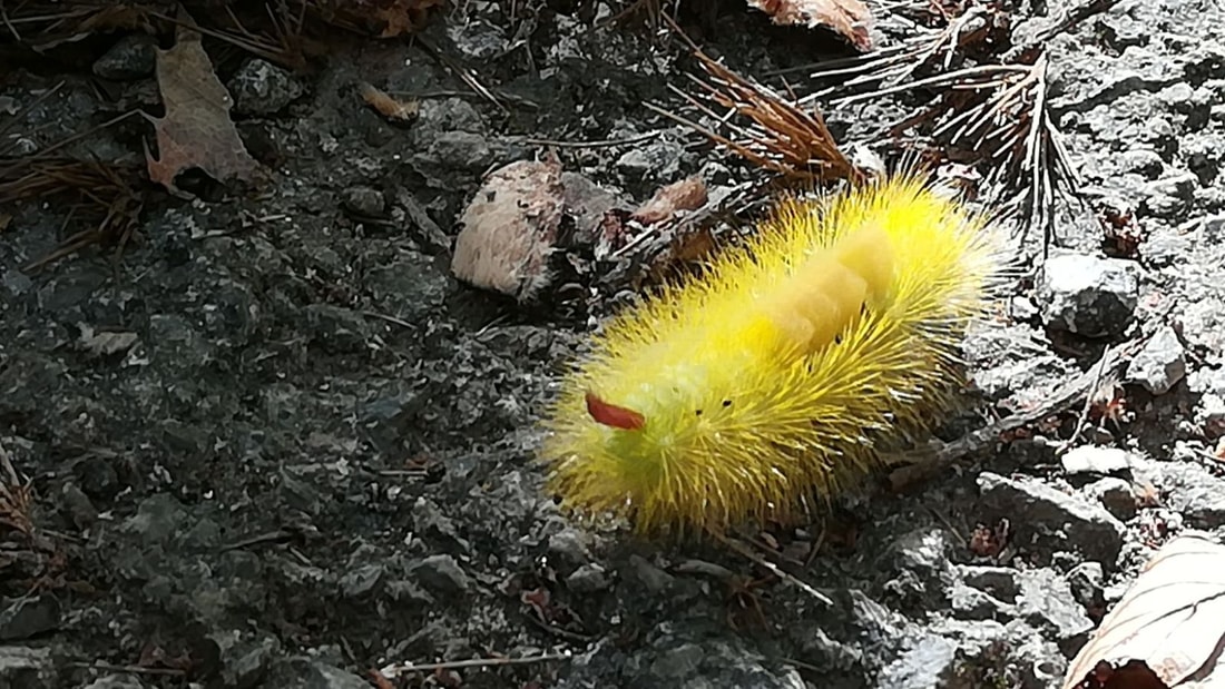 5 astuces de grand-mère pour se débarrasser des vers gris au jardin