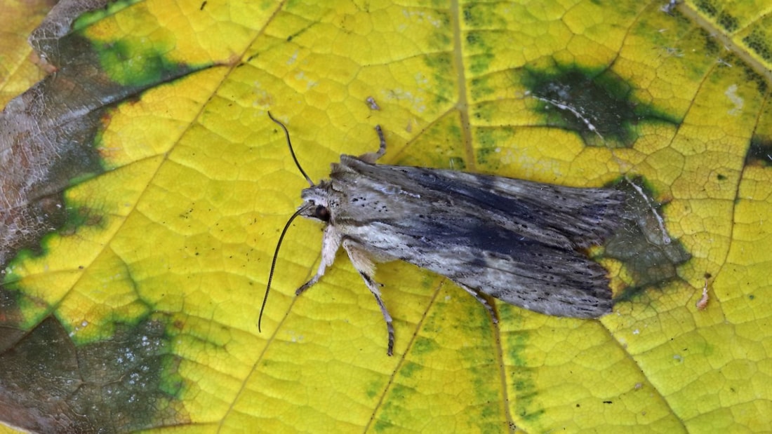 5 remèdes de grand-mère contre les noctuelles du potager