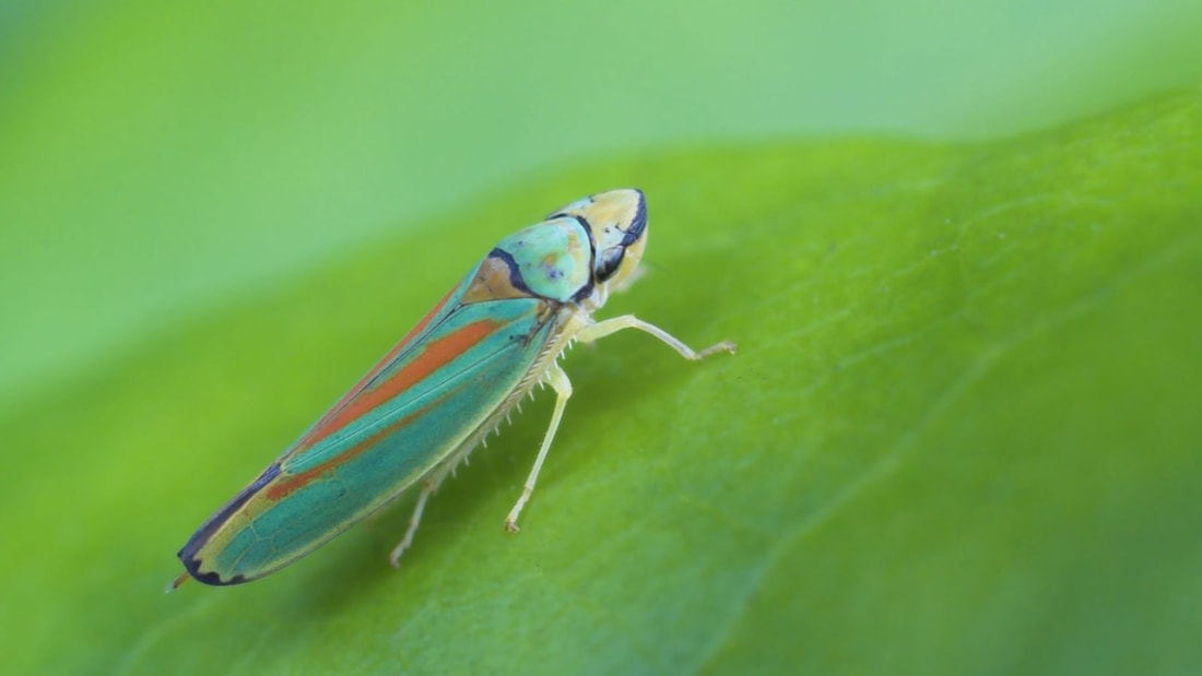 Comment protéger vos plantes des cicadelles cet automne