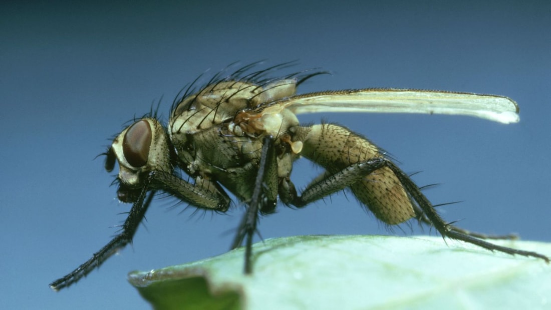 5 astuces naturelles pour protéger vos oignons des mouches