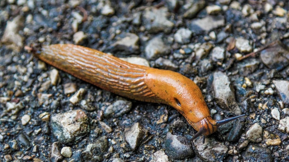 Comment j'ai sauvé mon potager des limaces avec du marc de café en 48h