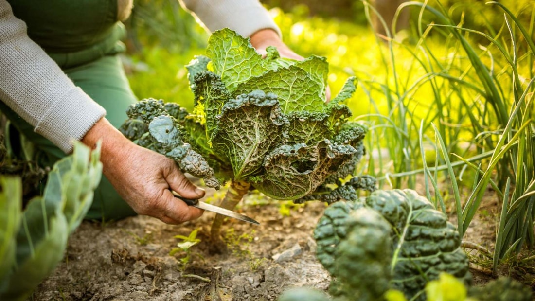 5 remèdes naturels pour éliminer les thrips de votre jardin