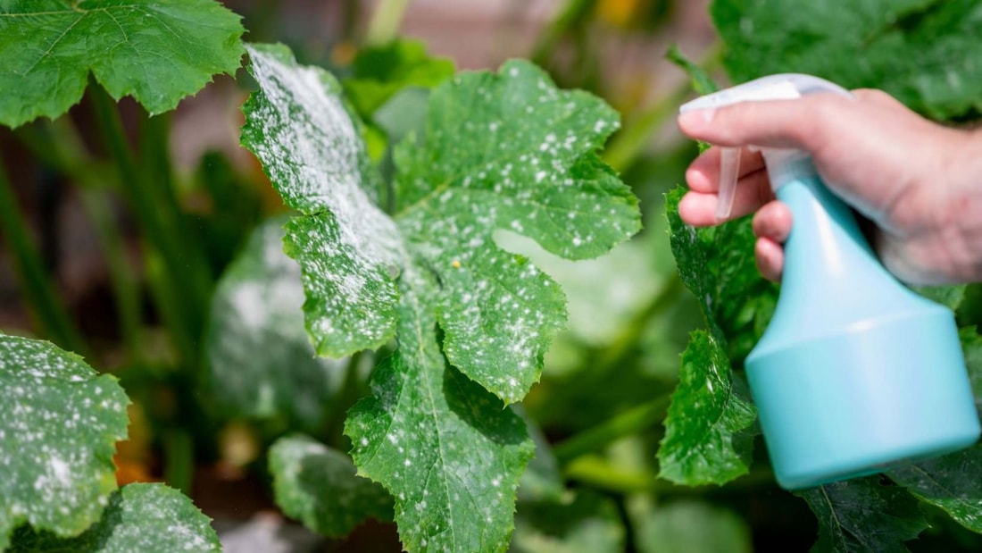 Remède de grand-mère contre l'oïdium : la solution miracle pour votre jardin