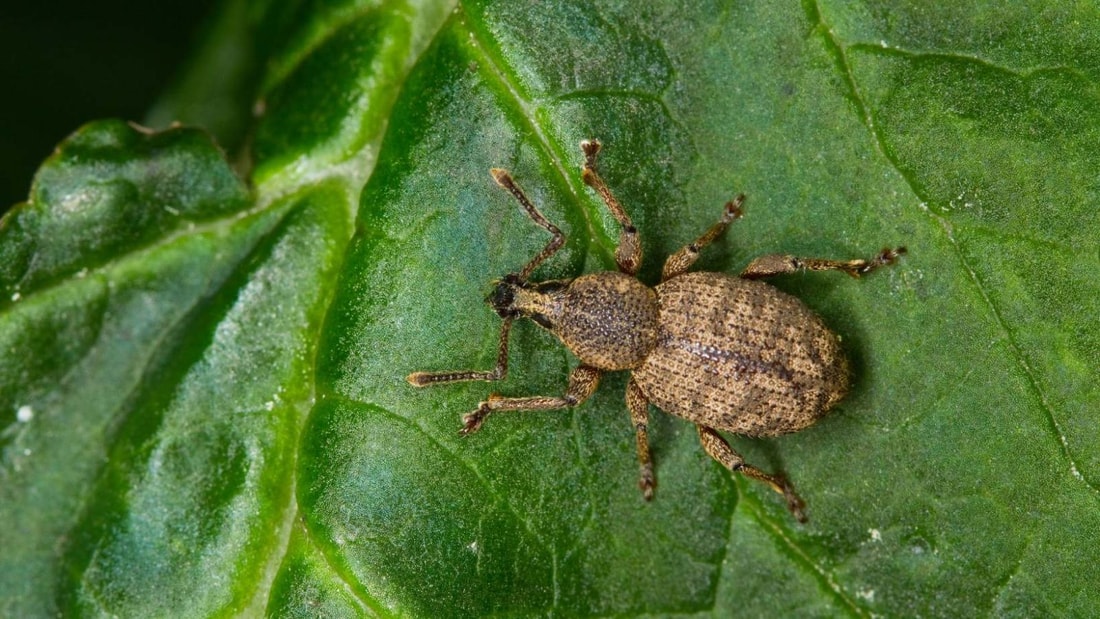 Les secrets de grand-mère pour éradiquer les otiorhynques