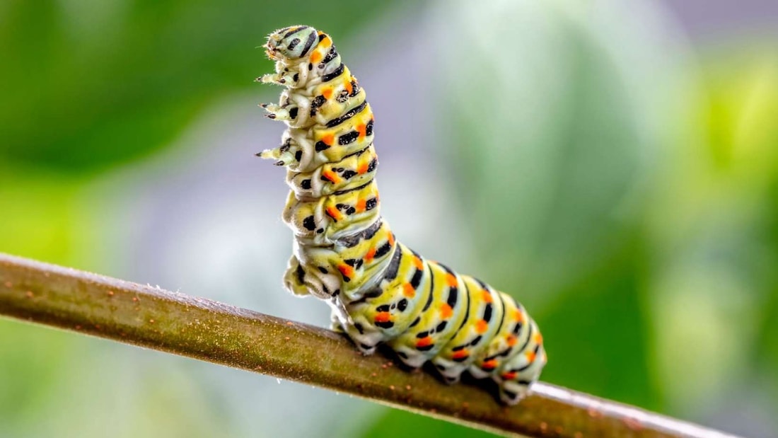 Remèdes naturels pour éloigner les chenilles de votre jardin