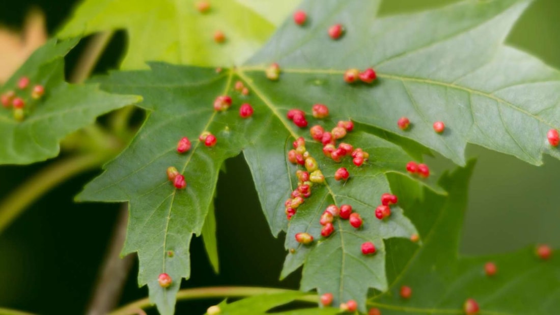 Comment j'ai vaincu les acariens grâce à l'huile de neem : -85% en 3 semaines