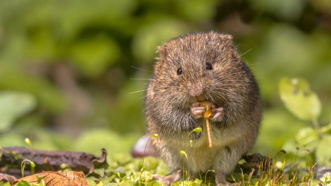 5 astuces naturelles pour éloigner les campagnols de votre jardin