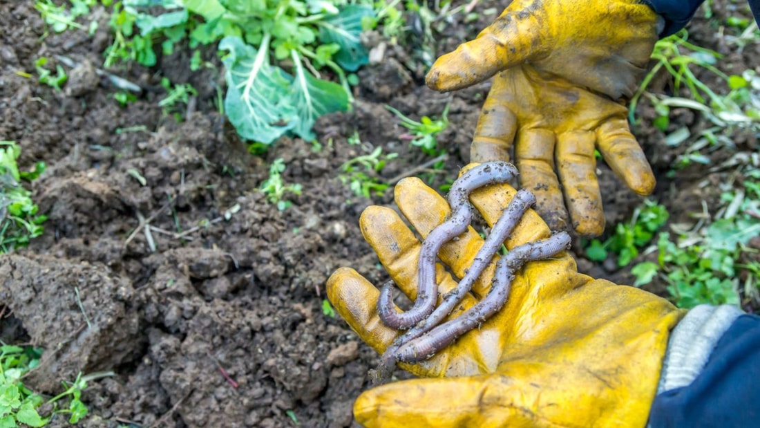 5 astuces naturelles pour contrôler les vers de terre dans votre jardin