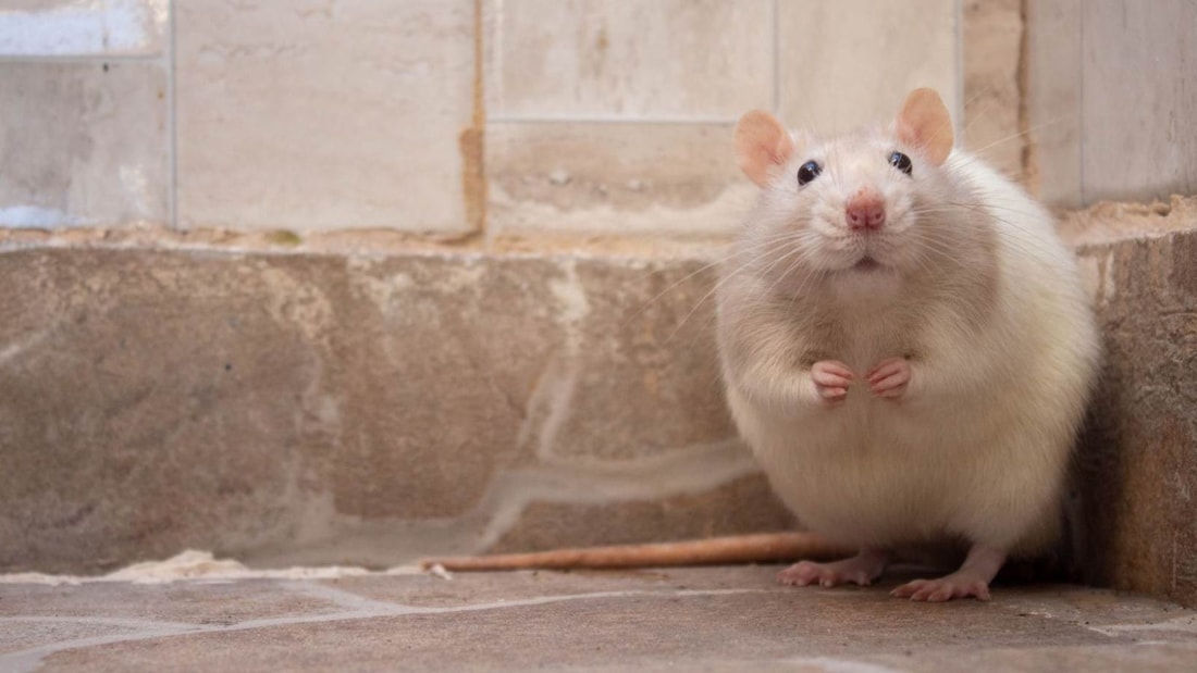 J'ai testé ce remède de grand-mère pour chasser les souris, le résultat est bluffant !