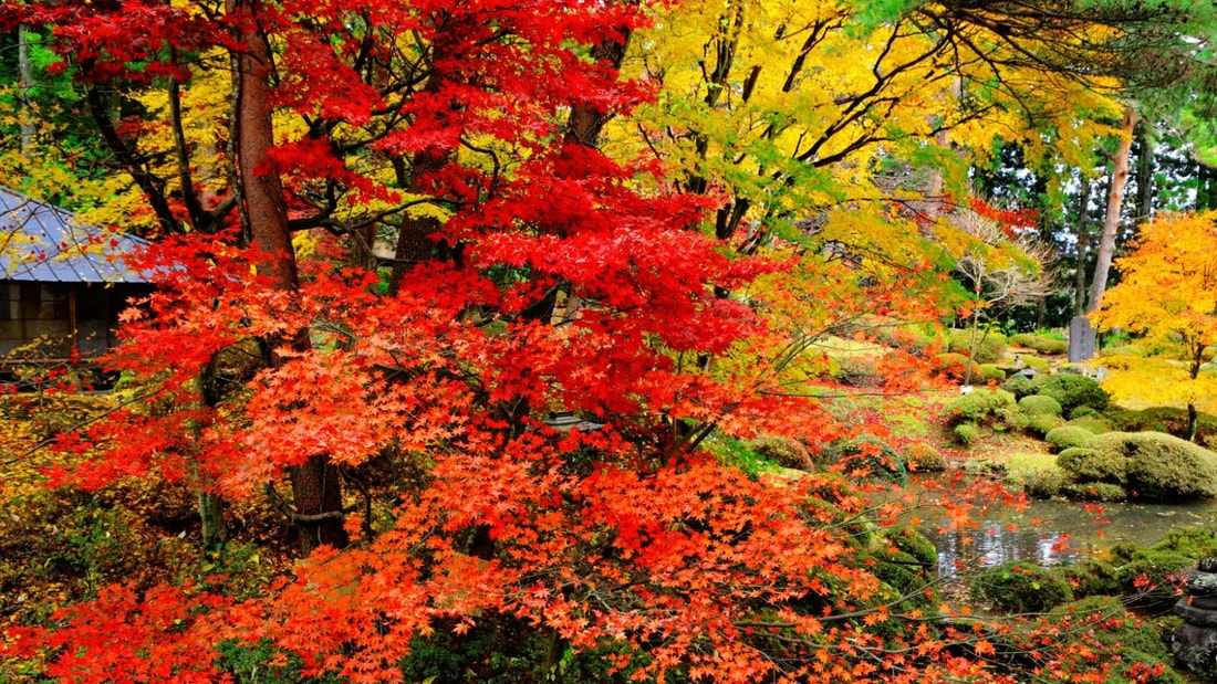 Foie fatigué ? Optez pour une cure de cette plante japonaise