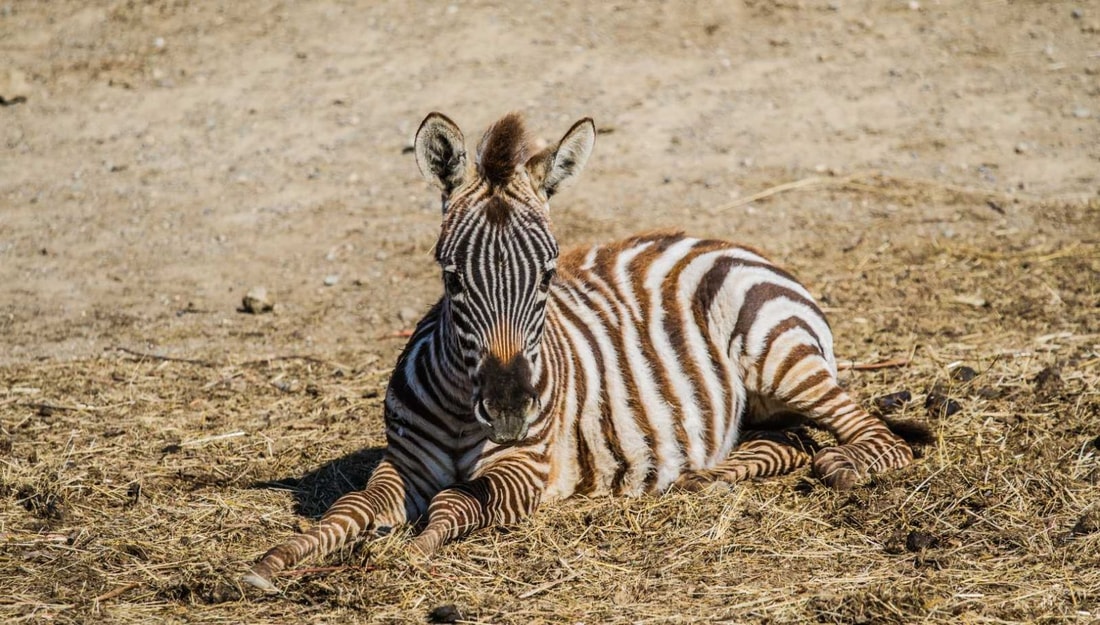 3800 animaux sur 300 hectares : un safari africain en plein Languedoc !