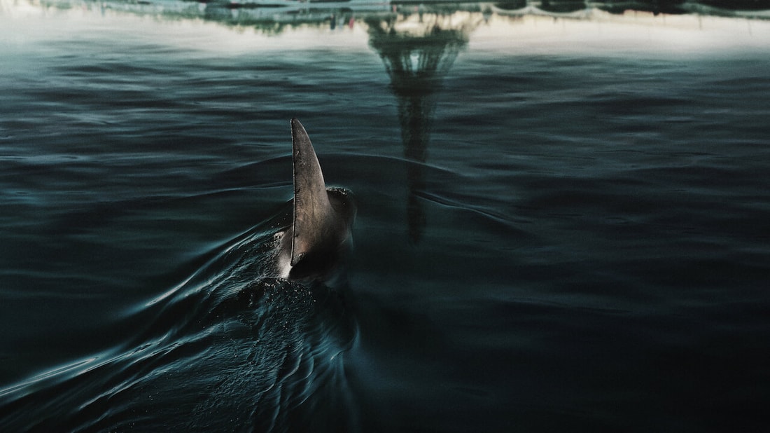 Bientôt des attaques de requins dans nos rivières ? Un biologiste marin s'exprime