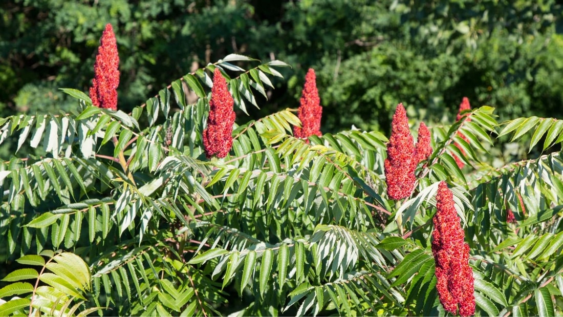 La petite baie rouge qui fait des merveilles pour prévenir l'oxydation du cholestérol LDL