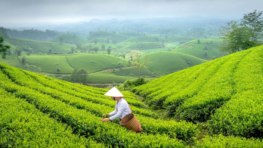 Ce petit village chinois bat tous les records de longévité grâce au thé vert