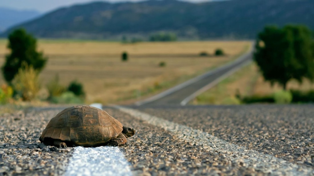 Le compagnon parfait pour les accros au travail (non, ce n'est pas une plante)