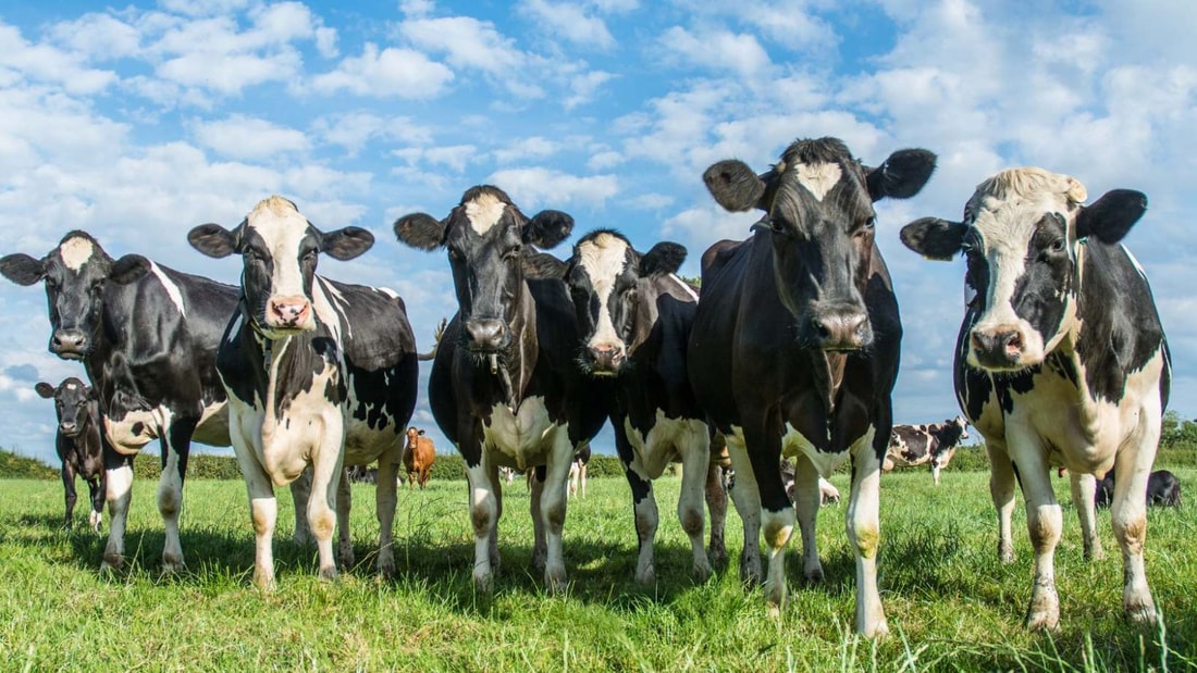 Ce village de la Manche compte 13 fois plus de vaches que d'habitants