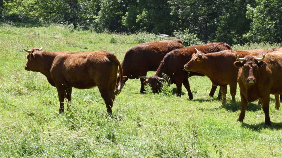 Ce village auvergnat de 785 habitants produit 1200 tonnes de fromage Salers AOP par an