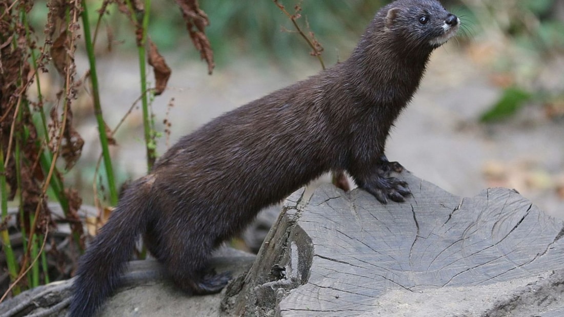 Découvrez le mammifère français plus rare que le panda géant en Nouvelle-Aquitaine