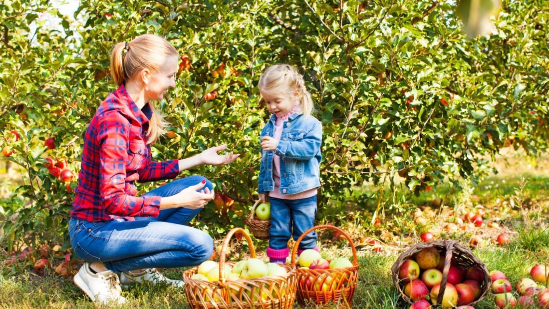 Transformez votre jardin en verger avec ces 3 fruits faciles à cultiver