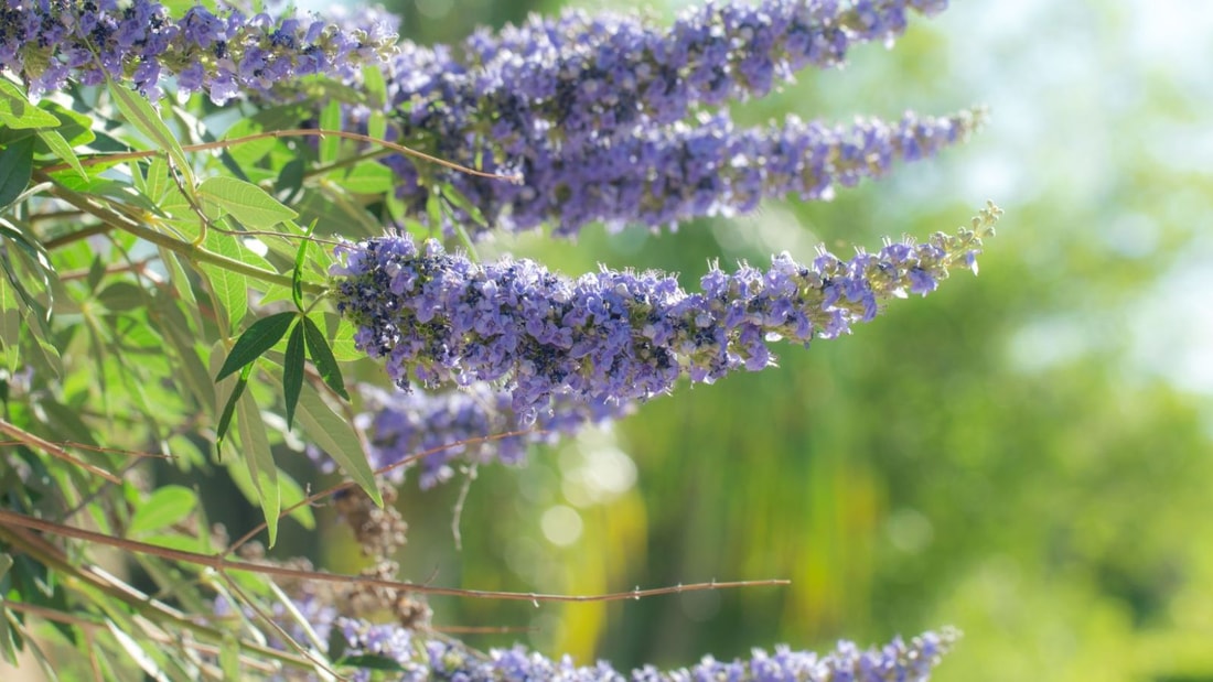 Les 5 herbes incontournables pour une ménopause sereine