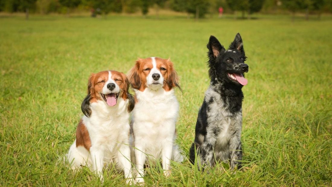 Les 7 races de chiens stars du dressage facile selon les spécialistes