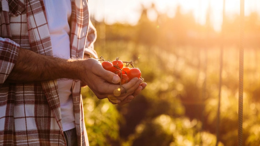 Cultivez la tomate parfaite : 9 astuces qui font toute la différence