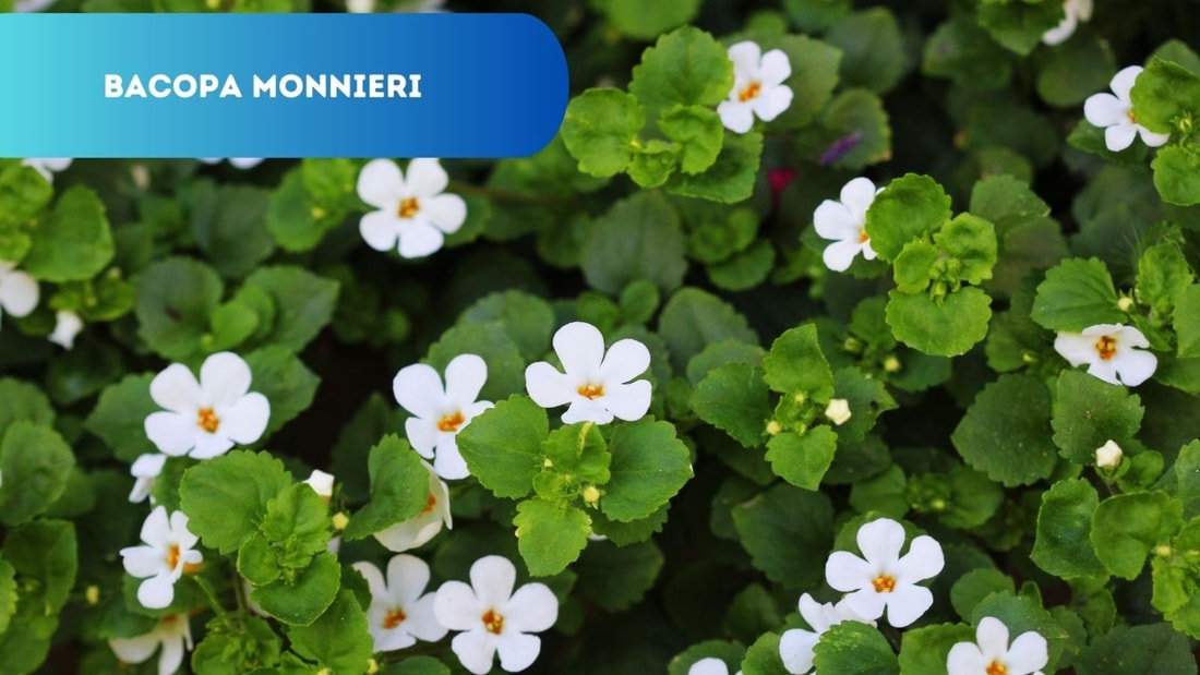 Bacopa Monnieri : Le Trésor Naturel de l'Ayurveda pour Votre Bien-Être Quotidien