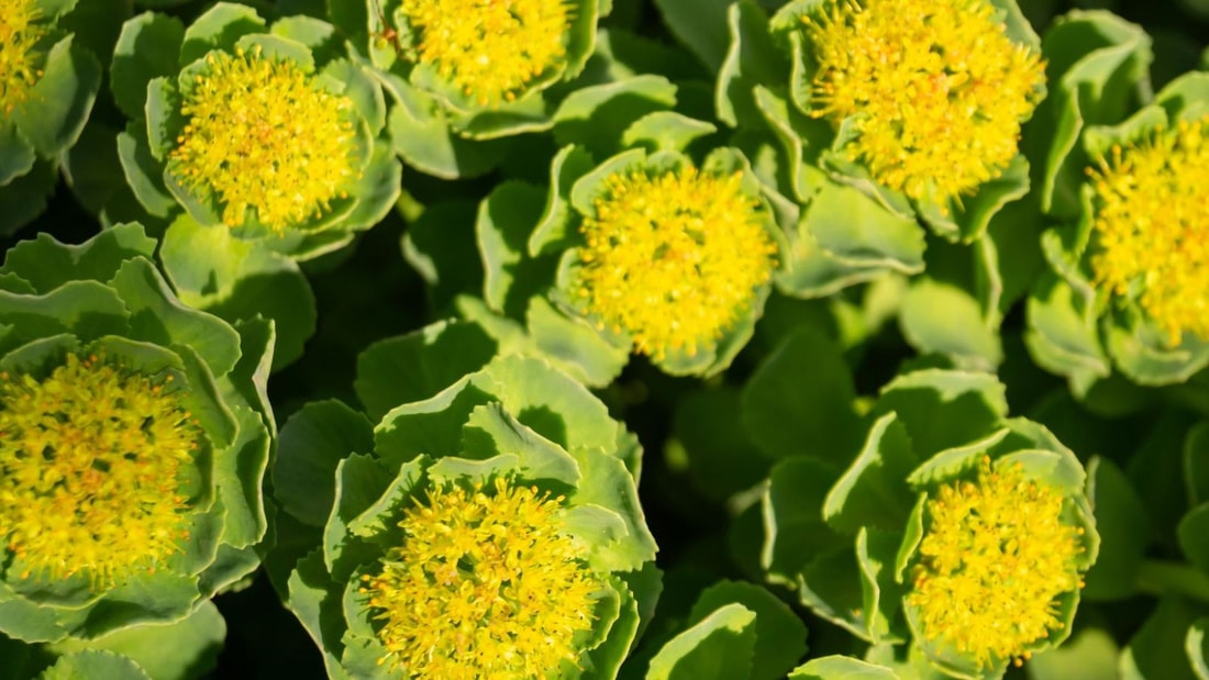 Rhodiola : Explorez ses Bienfaits Exceptionnels et Découvrez ses Dangers Potentiels