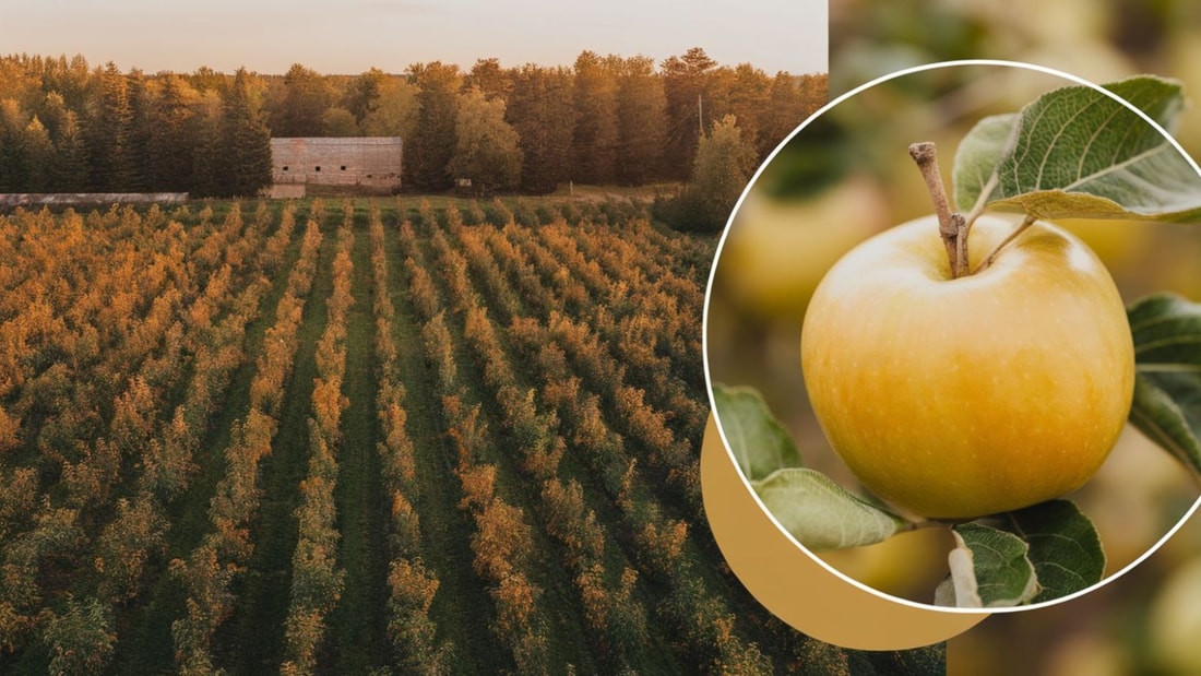 Ces 50 hectares de vergers produisent le fruit d'or d'une recette normande tricentenaire