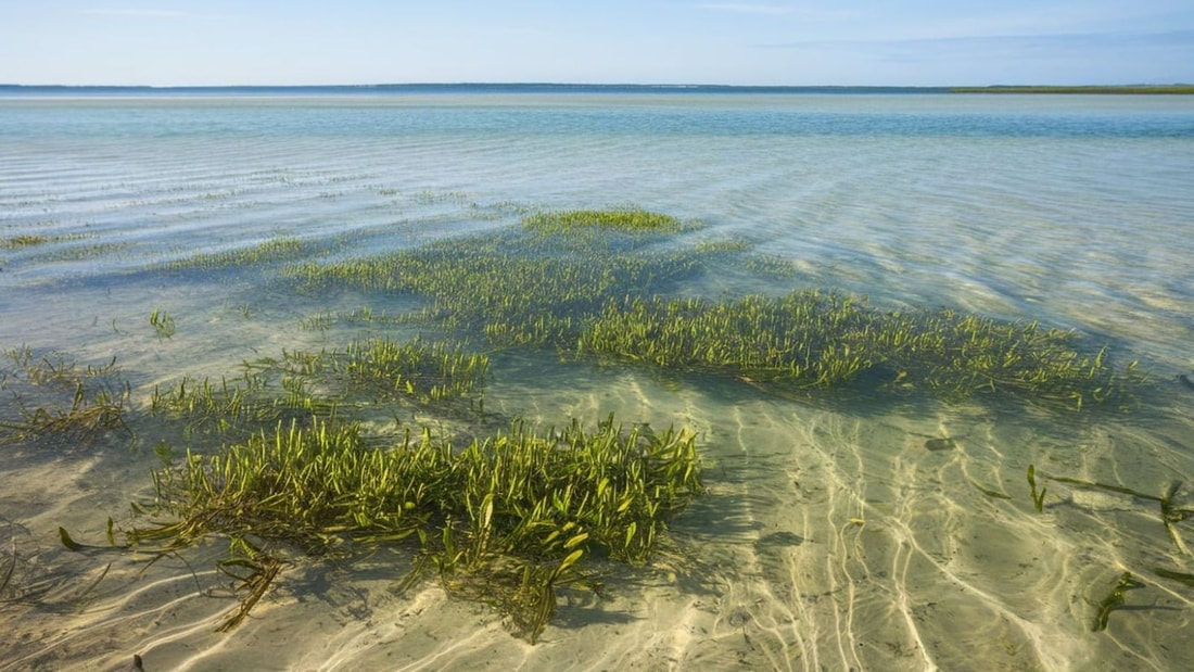 Ces eaux cristallines à 22°C abritent la plus grande prairie de zostères de l'Atlantique