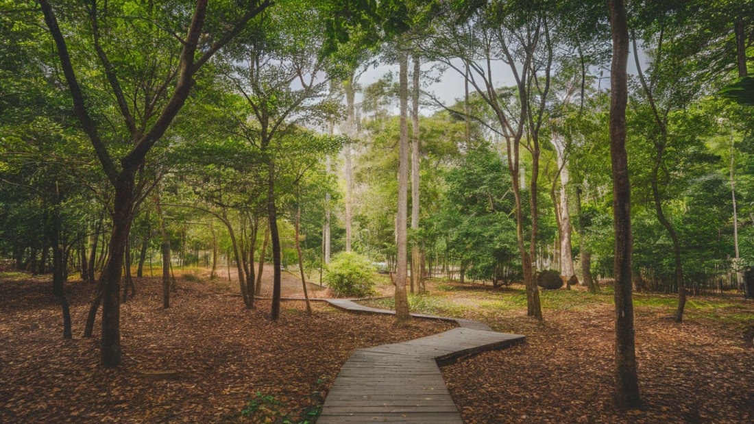 Cette micro-forêt de 60 hectares abrite plus d'espèces que certains parcs nationaux