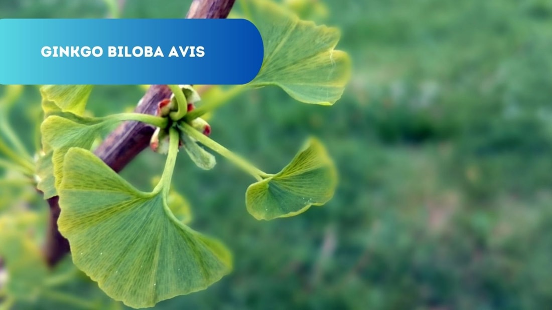 Avis et perspective sur le Ginkgo Biloba : une solution naturelle contre le vieillissement ?