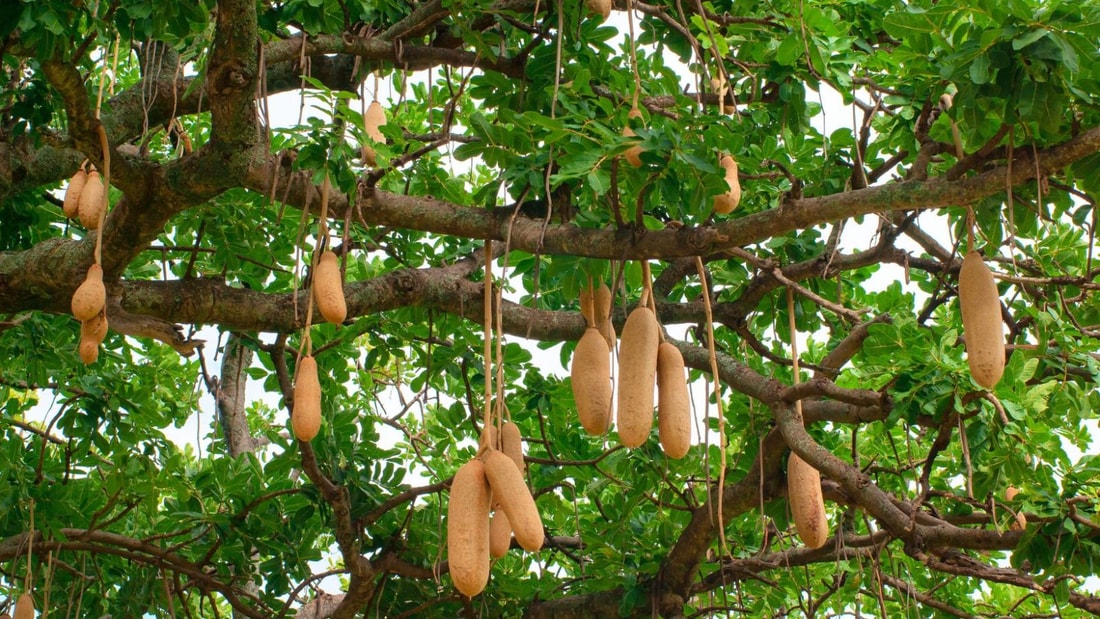 Découvrez le secret ancestral africain pour une peau nette et purifiée !