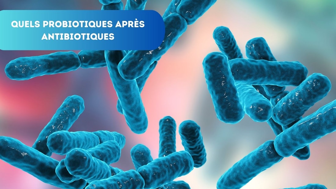 Probiotiques après Antibiotiques - Restaurez votre Flore Intestinale!