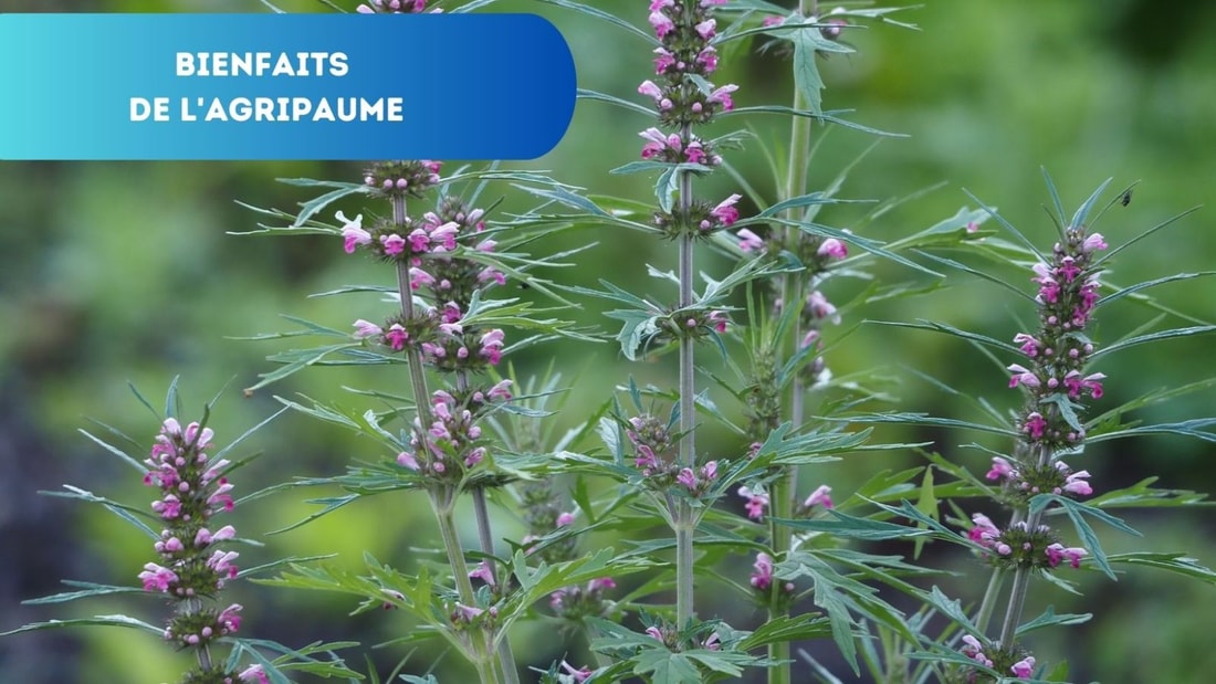 Agripaume : Découverte des Bienfaits Surprenants de l'Herbe aux Cardiaques