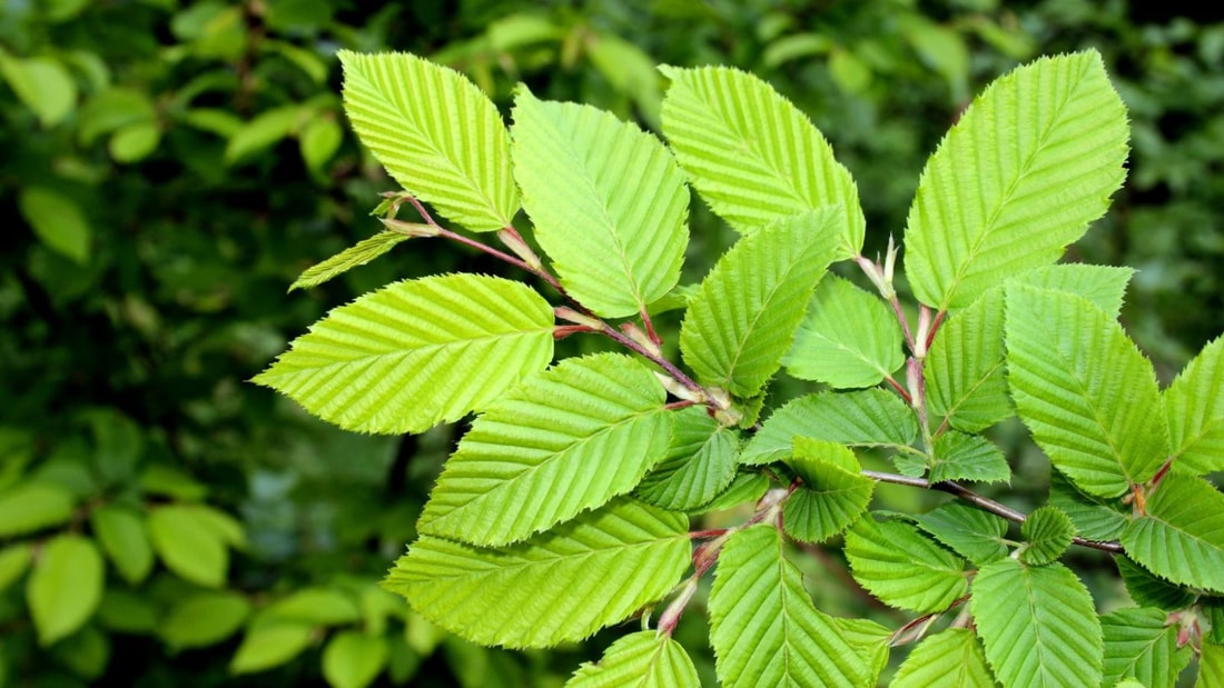 Cette plante serait plus puissante que les probiotiques pour réparer votre flore intestinale