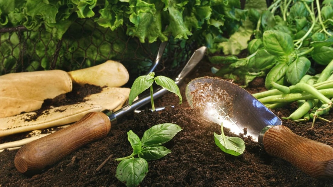 Cette herbe aromatique a le pouvoir d'éloigner les insectes volants