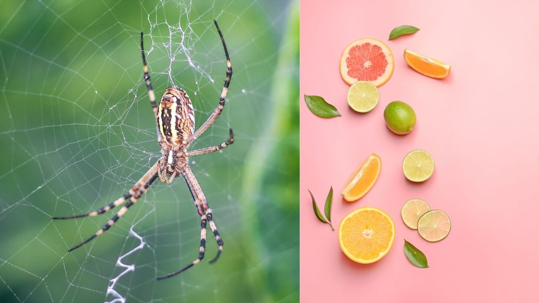 Cette astuce de grand-mère chasse les araignées sans produits chimiques