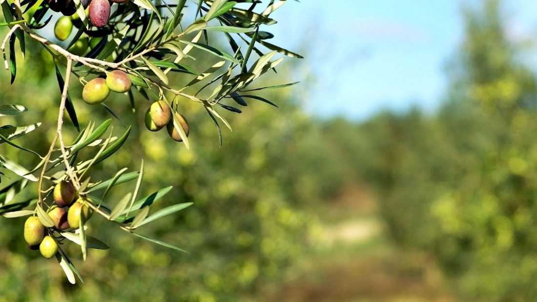 L'ennemi juré du cholestérol se niche dans le feuillage argenté de cet arbre