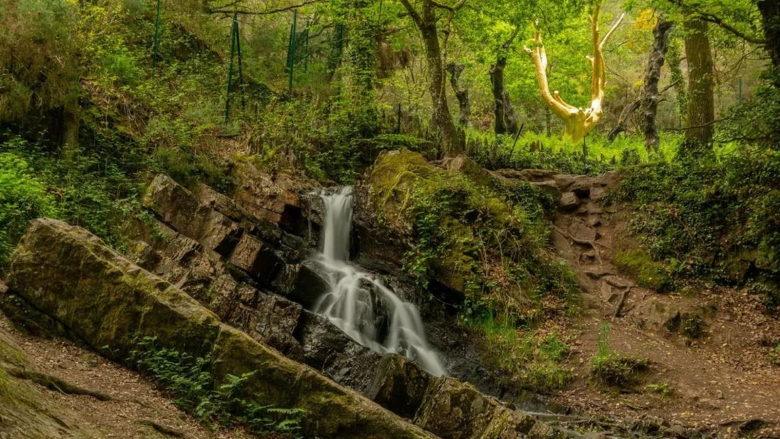 10 000 ans d'histoire : plongez dans les mystères de cette forêt légendaire